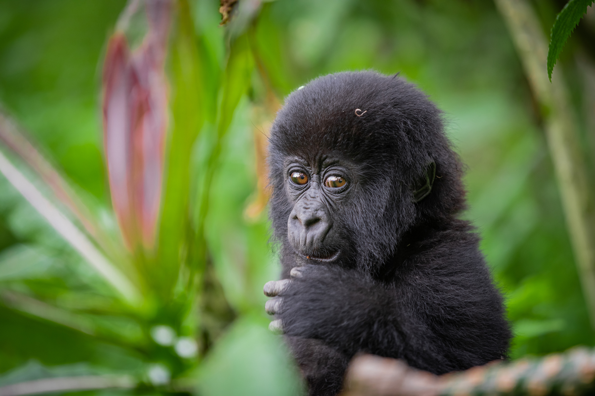 naivasha national park